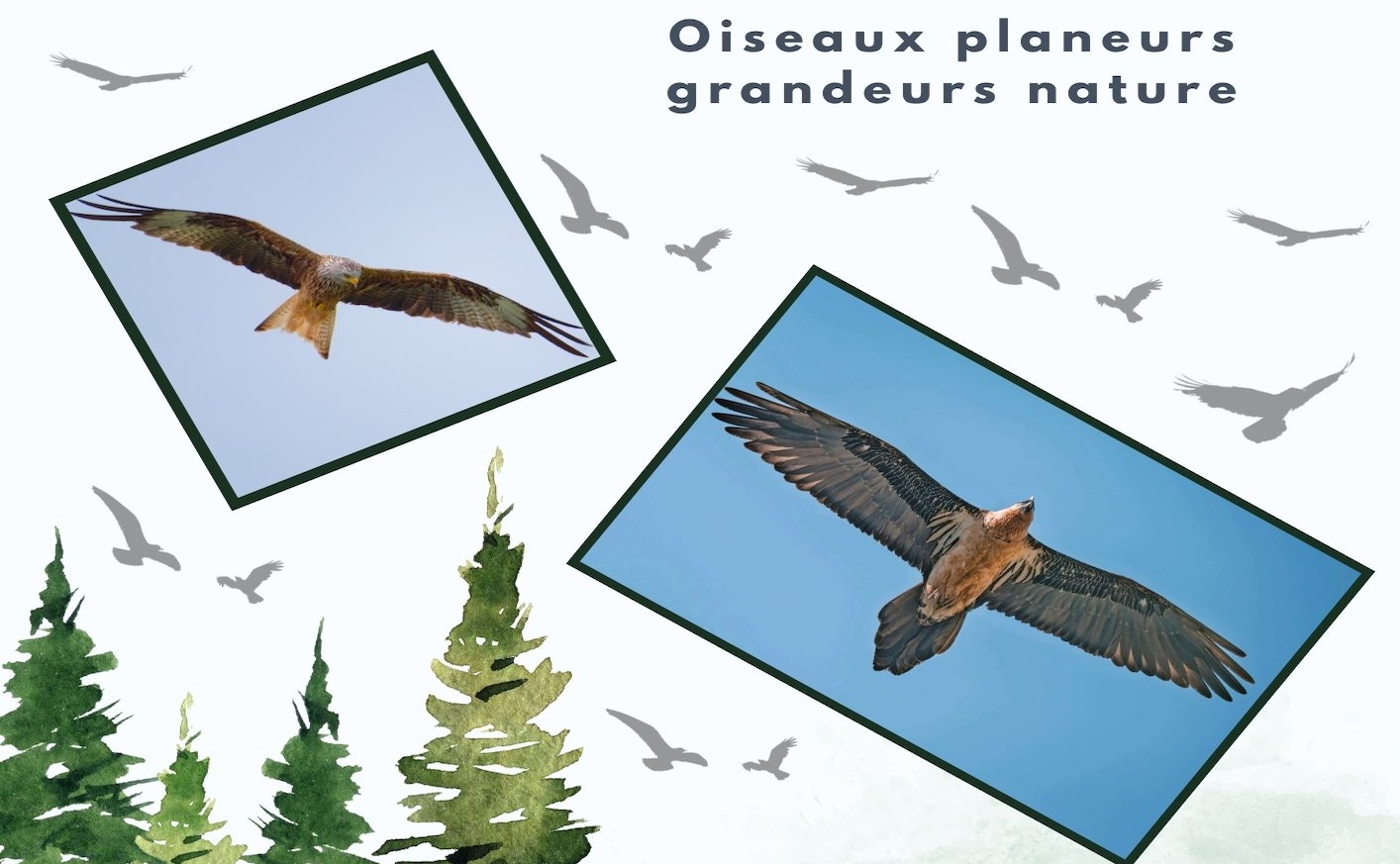 Les oiseaux du Vent